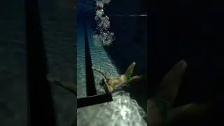 #bubbles #water #peaceful #peace #swim #swimming #underwater #breathe #shorts