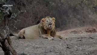 Asiatic Lion roaring morning time