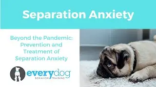 SEPARATION ANXIETY- Beyond the Pandemic, Preventing/Fixing Separation Anxiety in Your Dog
