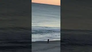Dolphin swimming just offshore.  Litchfield Beach SC 1/15/23