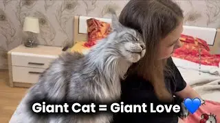 When Your Cat Is Too Big&hellip; and Too Loving 😻🐾