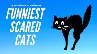 Funny Cats Scared of Random Things