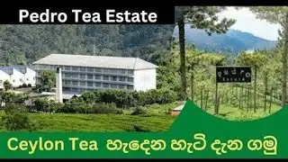 Ceylon Tea  හැදෙන හැටි I Pedro Tea Estate Nuwara Eliya I Visit Sri Lanka I So SriLanka I Island Life