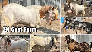 Full Farm Tour & Andul Goats at ZN Goat Farm, Trombay