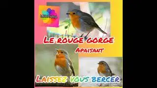 Une minute pour soi au son du rouge gorge