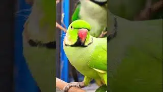 Parrot Talking mithoo voice nature sound effect birds #talkingparot #nightparrot #superbparrot