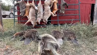 Mondays don&rsquo;t suck #mountainmen #coyote #wildlife #coyotetrapper #furtrapper #predatorcontrol