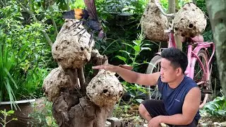 Harvest hundreds of wasp nests to create a giant collection |Tropical Forest Bees #wasp  #honey