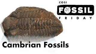 Cambrian Fossils