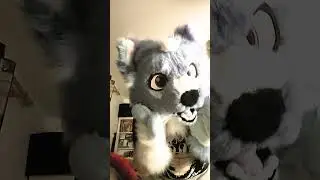 Pop Music!: #foryou #furry #fursuit #fursuiters #furries #furryyoutube #fursona #furtubers #cosplay