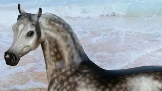 Peter Stone Ooak dapple grey Arabian stallion- Infinite Star Arabian model horse videos
