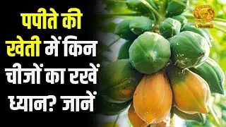 Papaya Farming | पपीते की खेती में किन चीजों का रखें ध्यान? जानें | Agriculture | Farmer News