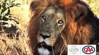 A Day on Safari with Lion World Travel and CAA
