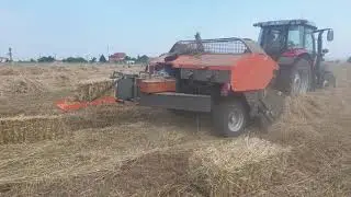 yulaf otu bağlama