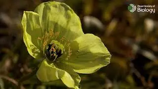 Day 19 of 24 Species of Christmas: The Arctic Poppy | Royal Society of Biology