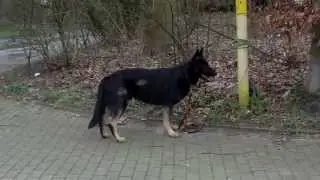 BH/VT 2013 Wolfsspitz Falco hier Verkehrsteil zusammengefasst