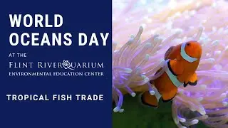 World Oceans Day: Tropical Fish Trade