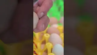 Как сварить свежие фермерские яйца