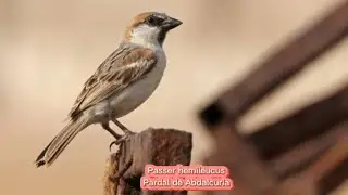 O Pardal de Abdalcuria  ( Passer hemileucus  )