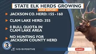 Wisconsin DNR estimates state's elk herds have grown to around 500 animals