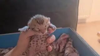Bengal kitten opens eyes for the first time