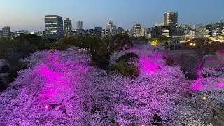 Cherry blossoms in Maizuru Park Fukuoka Japan
