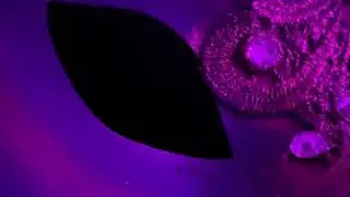 JAMINA - Dark Beyond (Official Lyric Video)