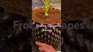 Reveg day 1.
