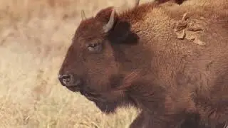National Bison Association: Illinois Chapter 2023