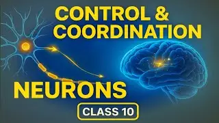 Neuron Structure Class 10 | Control & Coordination | Nerve Cell Diagram with Labeling 