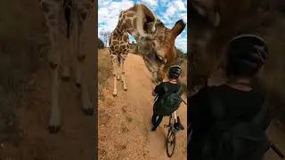 Cyclists encounter a wild Giraffe in Africa!