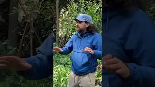 Huerto Roma Verde Espacio Multifuncional #permacultura #huerta #agricultura #huerto #short #shorts