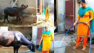 Buffalo Milking at 5 PM in village 🐃🐃🐃 || Indian rural life of Punjab 🖤 Village Life