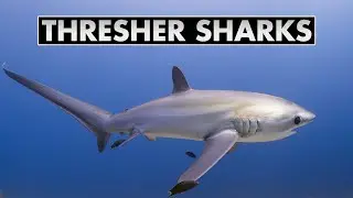 Thresher sharks of Malapascua | Diving Philippines [4k]