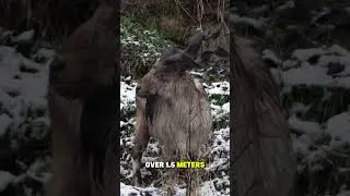 Markhor: The Snake-Eating Mountain Goat with Twisted Horns 🐐⚡ #shorts  #wildlifeentertainment #GOAT