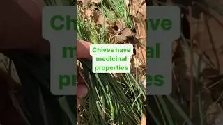Wild Chives - Foraging for Medicinal Plants!