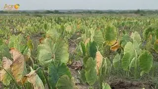 Newly Developed Crops | Agro Excellence Farms