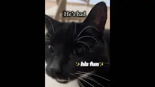 Advanced cat edit! #cats #kissobaches #draculacat #shorts #edit
