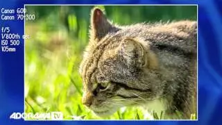 #Wildlife #Photography Tutorial 