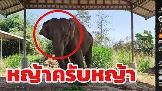 บัวบาน นาโน ชื่นใจ Elephant Thailand
