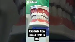 Scientists Grow Human Teeth in Lab &ndash; A Dental Breakthrough!