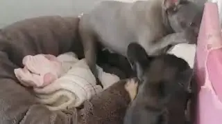 Mhalou Olivar is live! Funny Dogs ( stella&Blu )