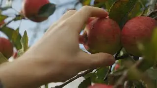 The Joy of Gleaning