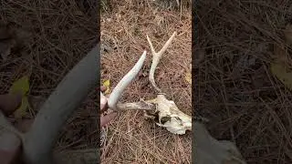 #deerseason #dixieland #counrtyboy