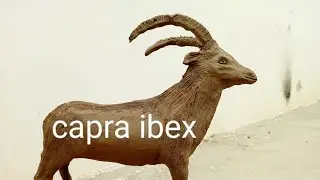 Capra Ibex. Karonjhar Mountain in Sindh. (@naveedkhanSoomro )