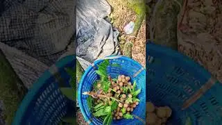 traditional farming and simple ways to choose good longan fruit for harvest #shorts