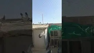 Quetta birds pigeons Pakistan