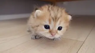 The roundest kitten in history is cute even from behind