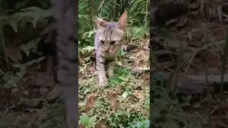 Tiny Kitten's Big Discovery! 🌱 Watch Her Go Crazy Over This Wild Plant!