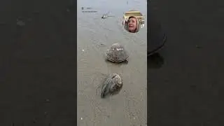 Почему моллюск исчезает так быстро?